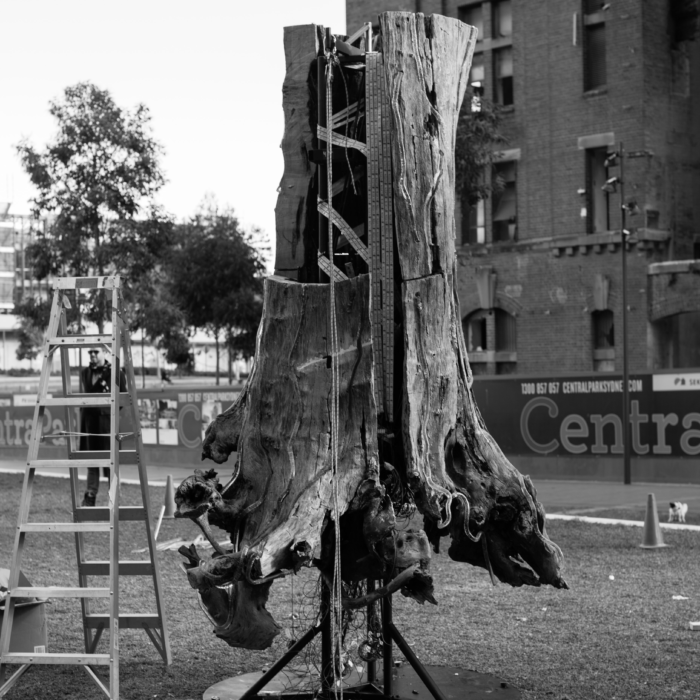 Black and white photograph of fallen tree mounted to metal frame during bump in of experiential marketing activation Adobe Heart Tree in Central Park, Sydney.