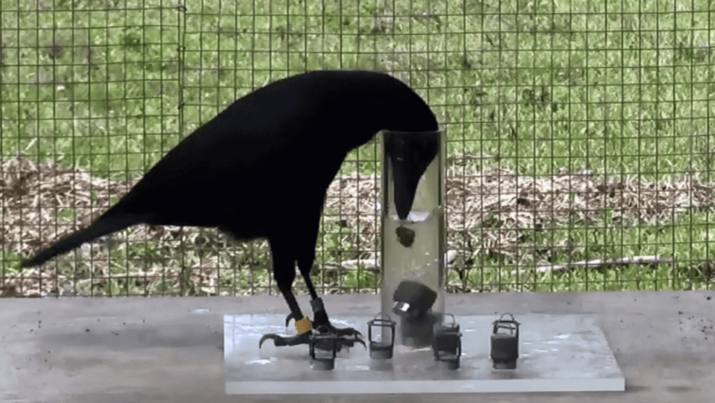 New Caledonian crow places pebbles in a glass of water.