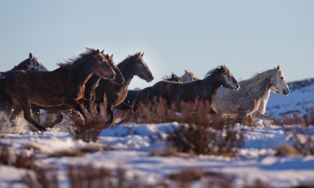 Snow Horses running as a group.