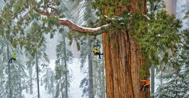 Giant Sequoia Tree with Researchers climbing.